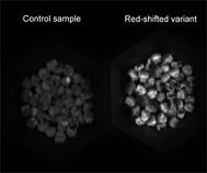 CLOSED GFP FLUORCAM SYSTEM