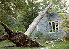 TreeRadar - MRI for Trees