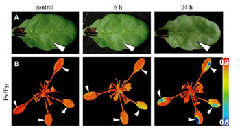 PlantScreenTM Phenotyping Systems