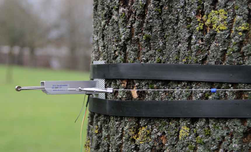 Umfangsdendrometer 2 (DC2) und Umfangsdendrometer 3 (DC3)