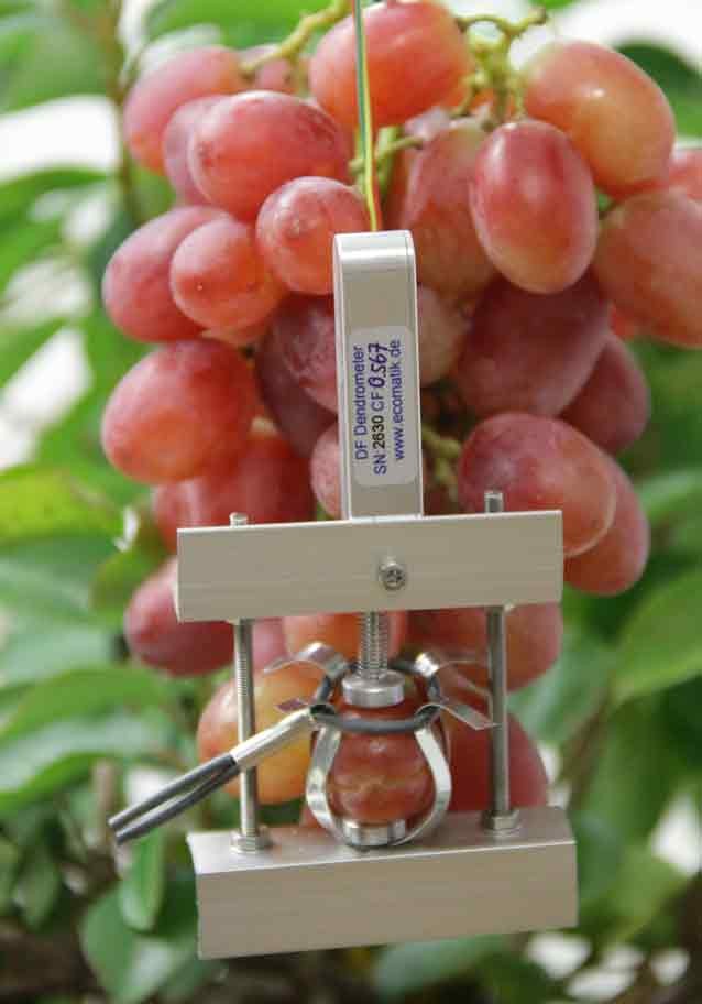 Fruitdendrometer (DF) 