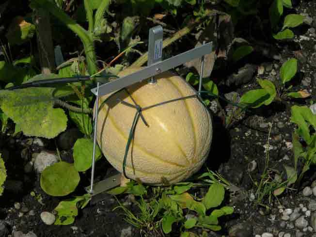 Fruitdendrometer (DF) 