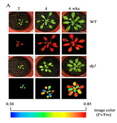 PlantScreenTM Phenotyping Systems