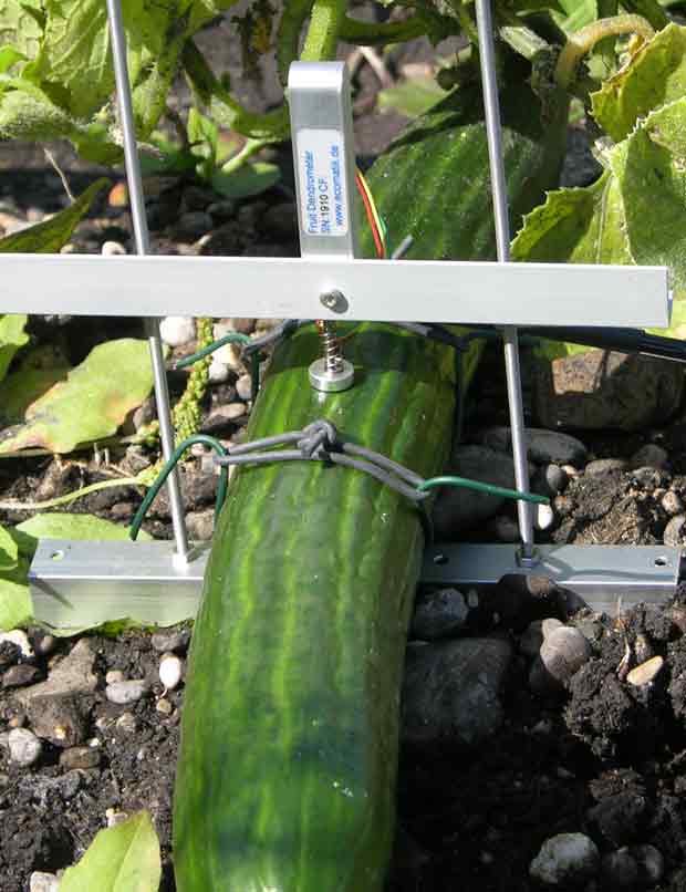 Fruitdendrometer (DF) 